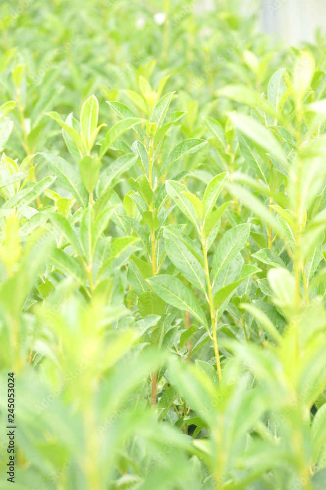 Prunus caucasica Prunus caucasica