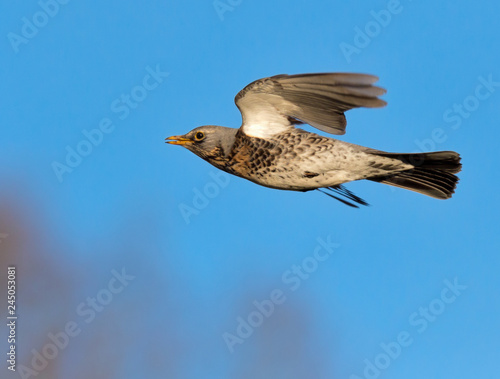Canvas Print filedfare in flight in summer in stockholm