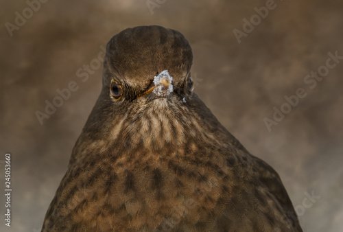 Photography close-up portrait of female blackbird in winter in stockholm