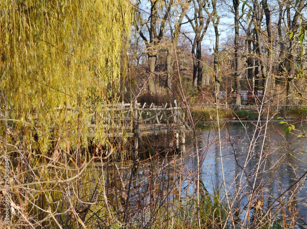 Weide im Volkspark Friedrichshain Weide im Volkspark Friedrichshain