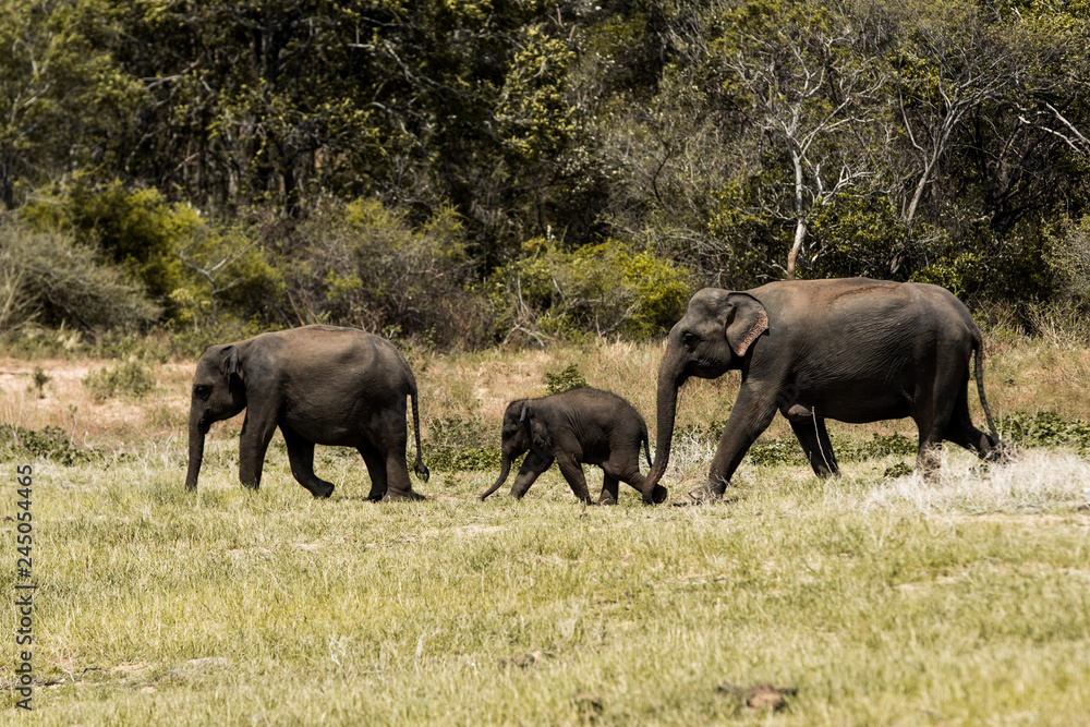 herd of elephants