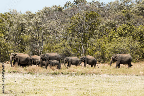 herd of elephants