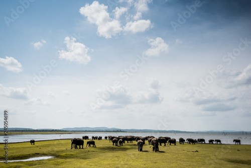 Elephants in Sri Lanka