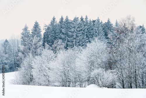 Winterlandschaft mit Bäumen, Wäldern und Sträucher