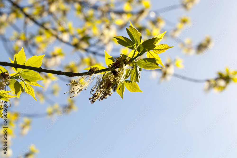 blooming maple blooming maple