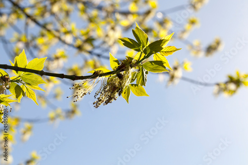 blooming maple