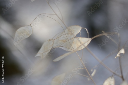 winter plants lunaria