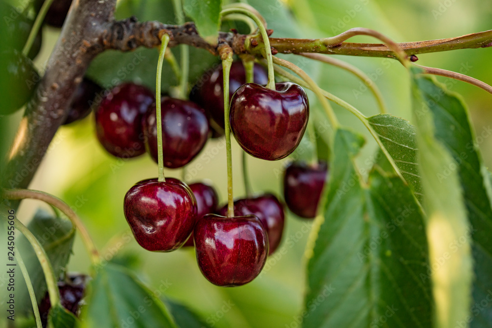 Obraz premium Regina Cherries