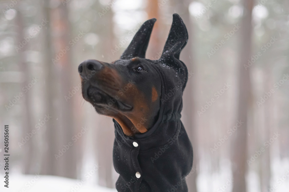 doberman winter hat