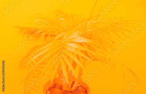 Palm home flower of yellow color. Orange background photo