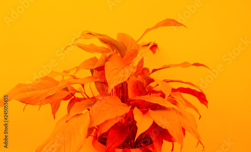Spathiphyllum home flower of yellow color. Orange background.