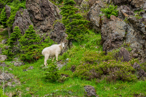 Young Mountain Goat
