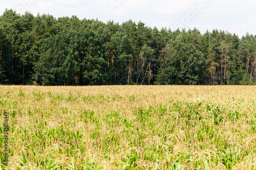 Corn Forest