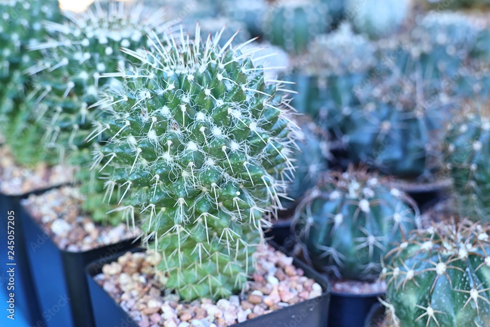 Beautiful cactus for sell Beautiful cactus for sell