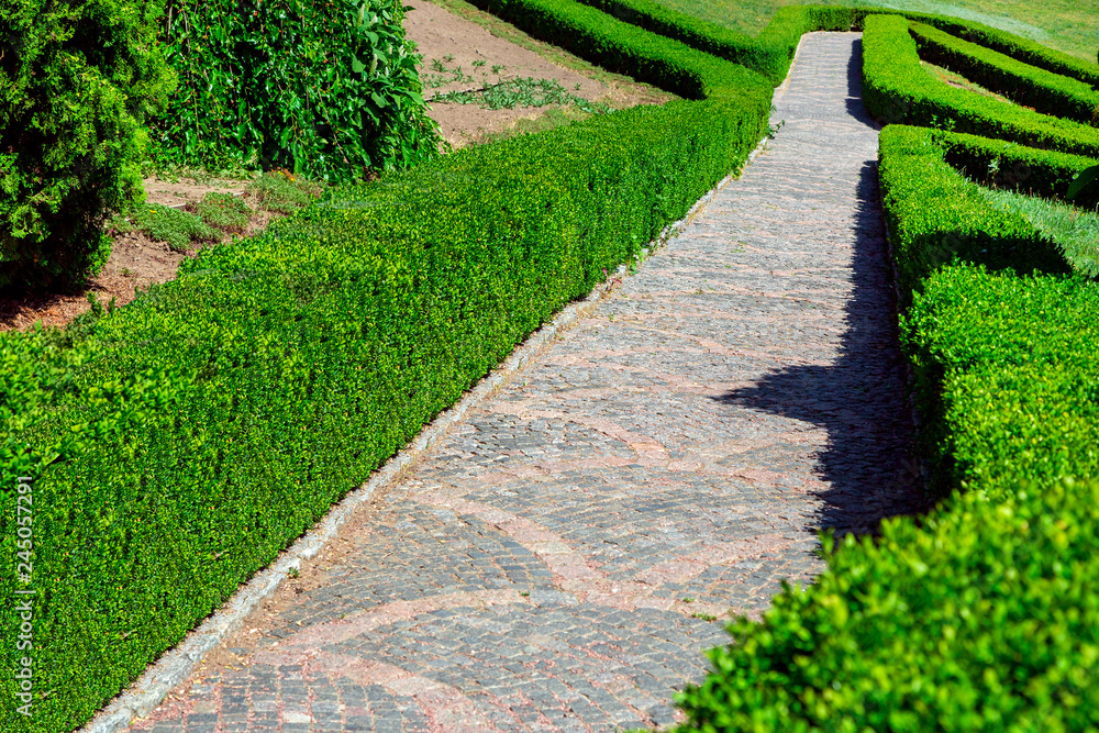 stone patterned path, planted hedge from boxwood in an empty park with green bushes on a sunny day. stone patterned path, planted hedge from boxwood in an empty park with green bushes on a sunny day.