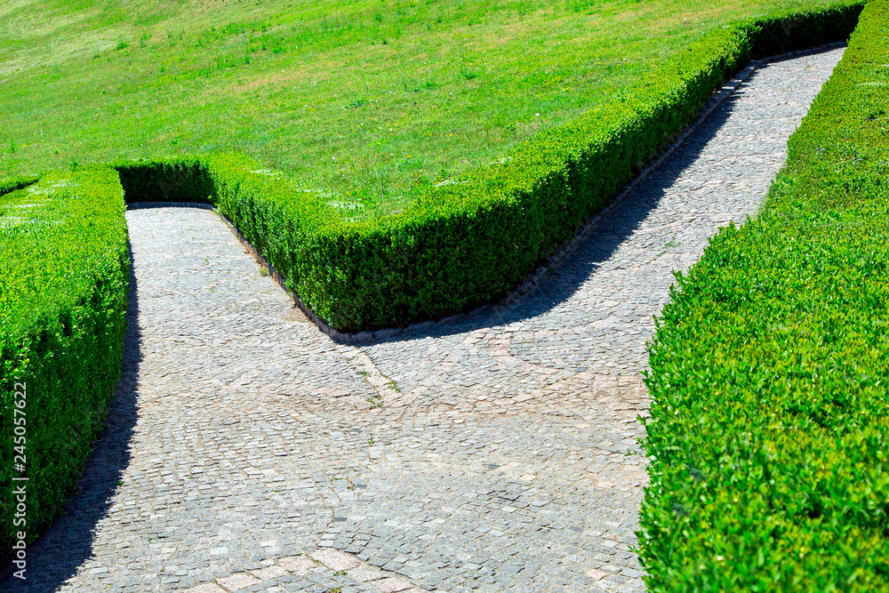 boxwood hedge along the gray tiled paths in a maze of green park on a sunny day. boxwood hedge along the gray tiled paths in a maze of green park on a sunny day.