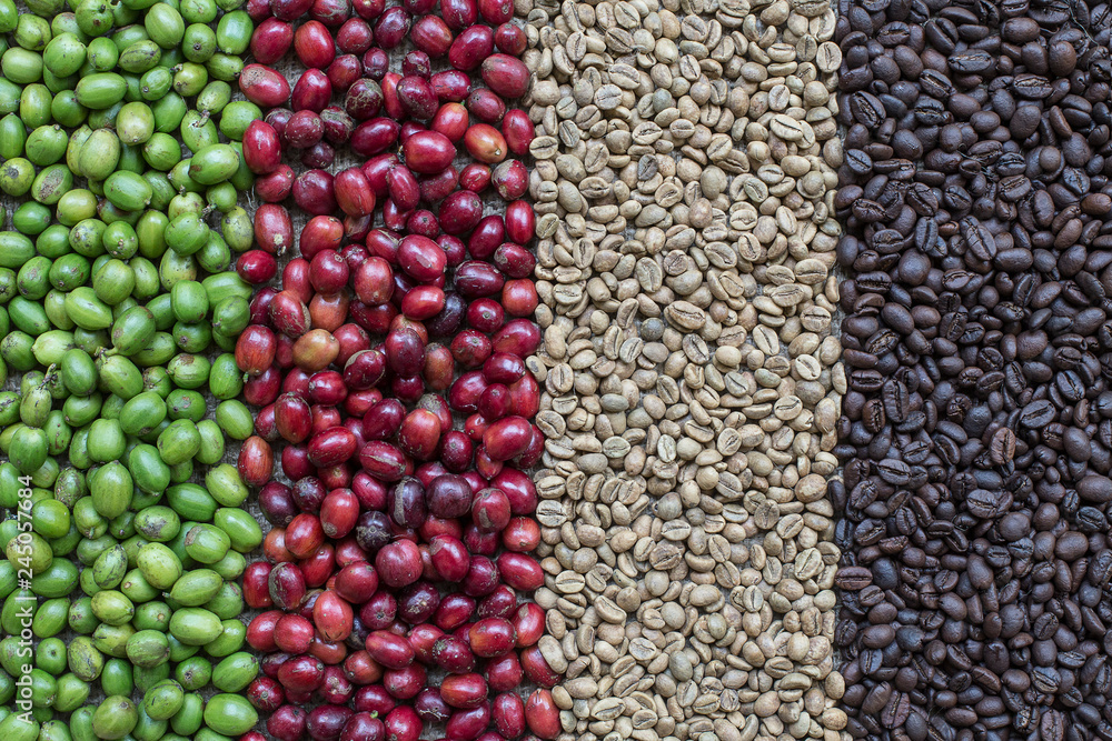 Fototapeta premium Coffee Berries and Coffee Beans