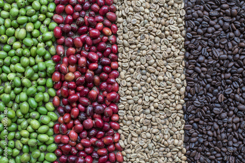 Coffee Berries and Coffee Beans photo