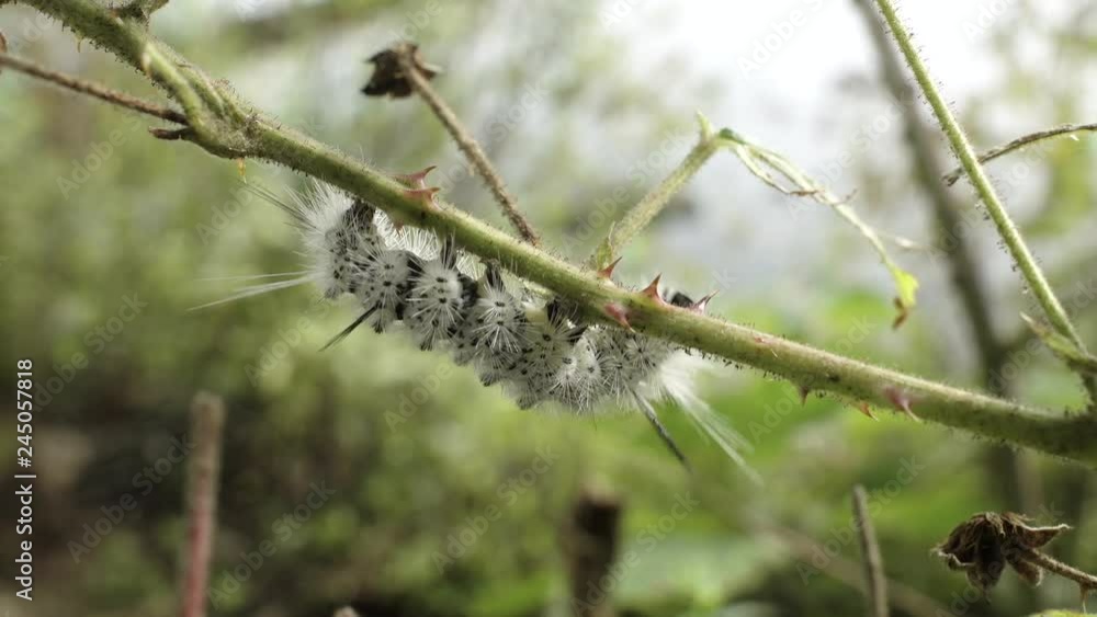 A black and white caterpillar crawls on leaves - Hickory tussock moth ...