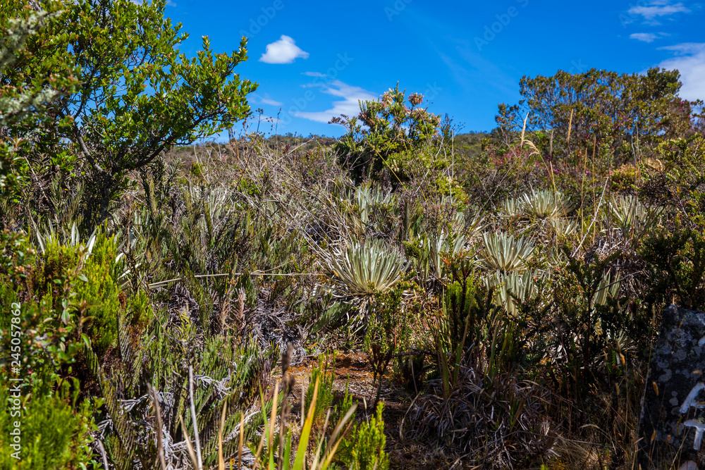 Typical vegetation of the paramo areas in Colombia