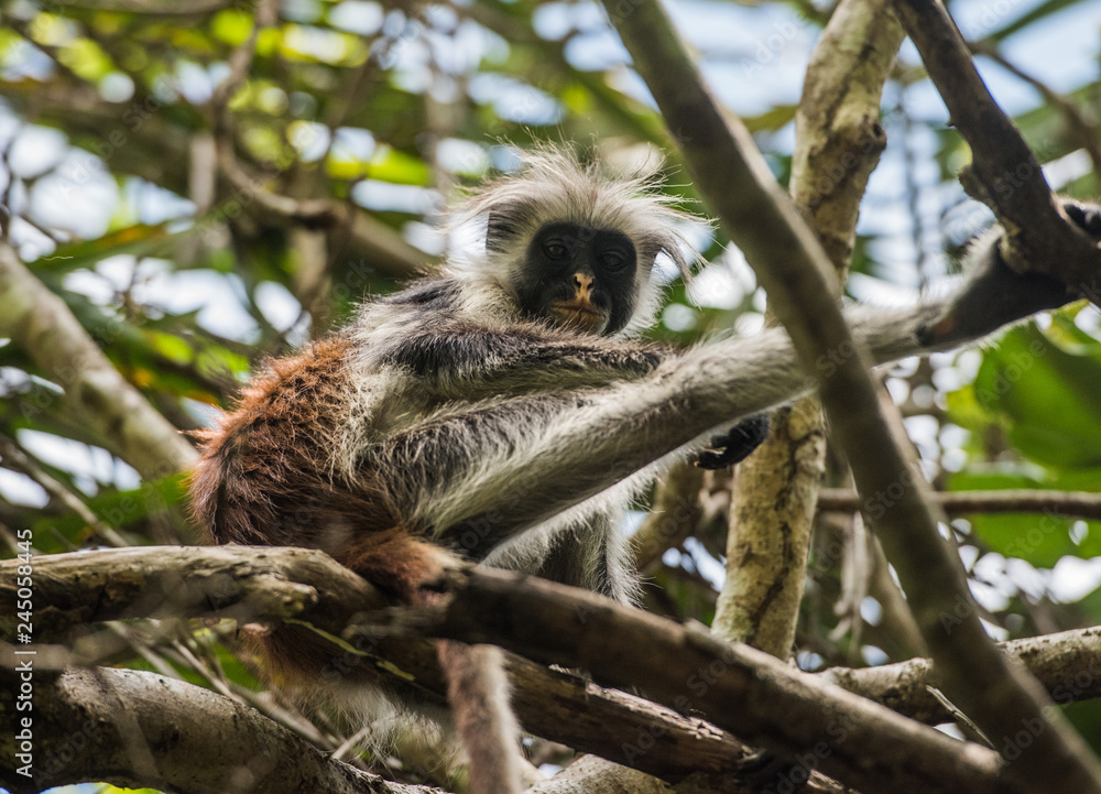 Obraz premium Red Colobus, Zanzibar