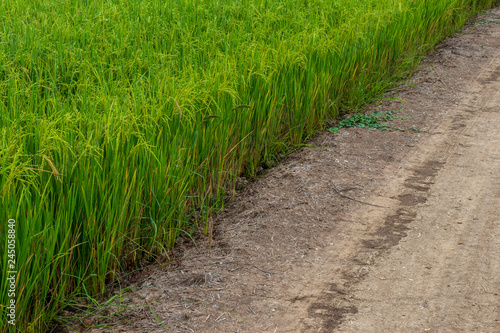 Soil road near rice grains.