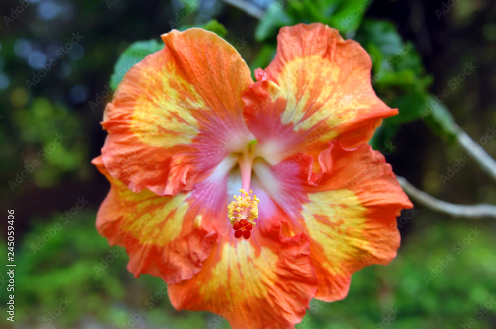 Orange Hibiscus With Yellow Accents WFT
