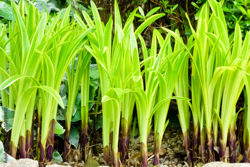 Obraz premium 艶やかなグリーンの茎植物