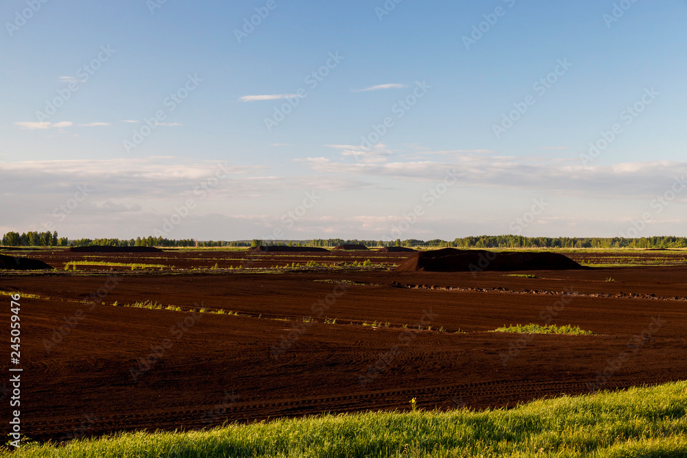 peat bog, summer