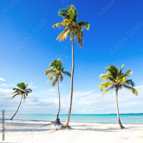 Fototapeta Naklejka Na Ścianę i Meble -  Coconut palm trees an pristine bounty beach