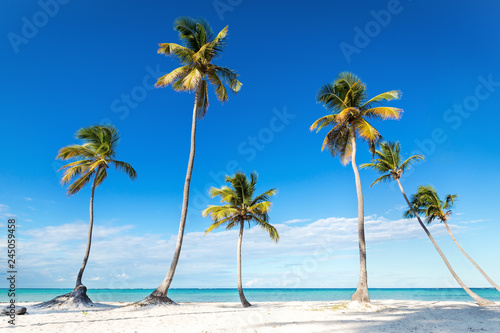 Fototapeta Naklejka Na Ścianę i Meble -  Coconut palm trees an pristine bounty beach