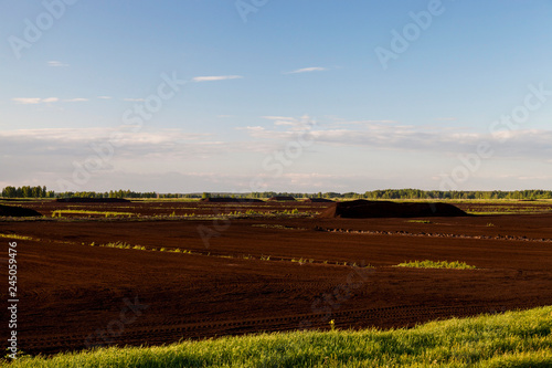 peat bog  summer