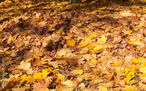 Fall foliage wilderness closeup