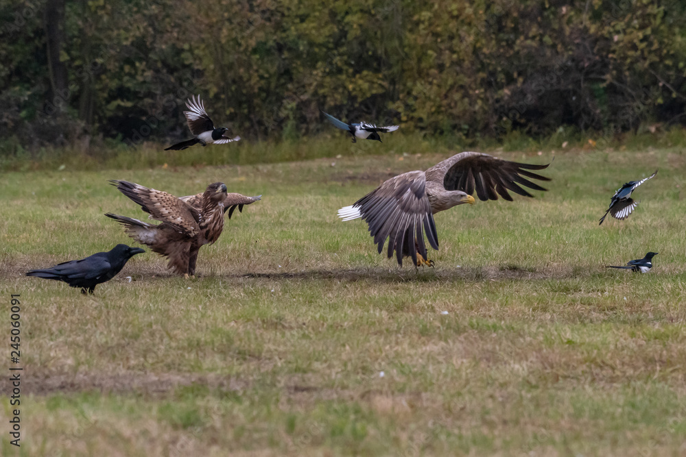 Obraz premium White tailed eagle (Haliaeetus albicilla) europe attack.