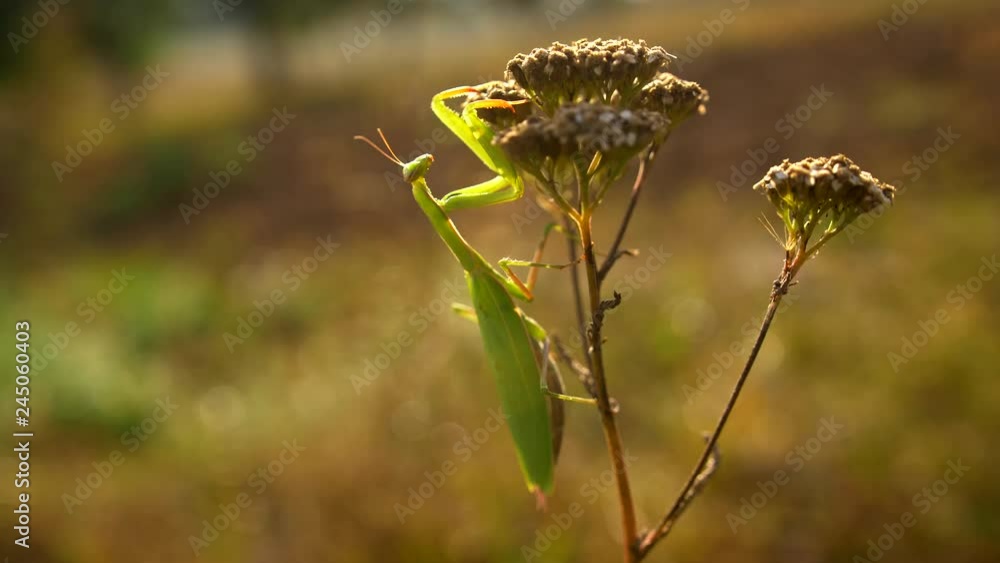 European praying mantis (Mantis religiosa) in natural habitat European praying mantis (Mantis religiosa) in natural habitat