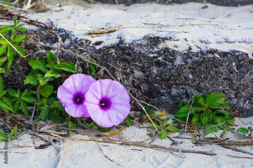 Purple blindweed with two flowers on beach in summer day  in Sunshine Coast, Queensland, Australia photo