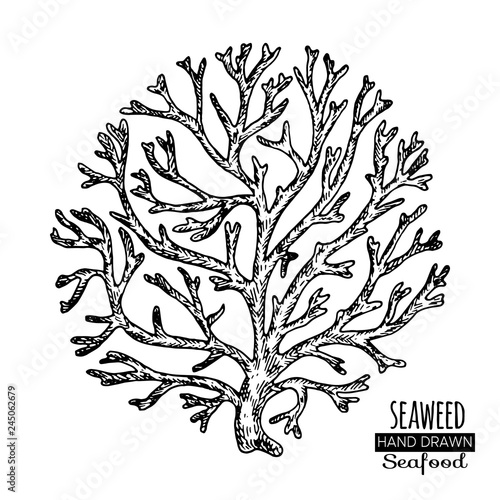 Hand drawn seaweed. Underwater flora, sea water seaweeds aquarium kelp and corals.