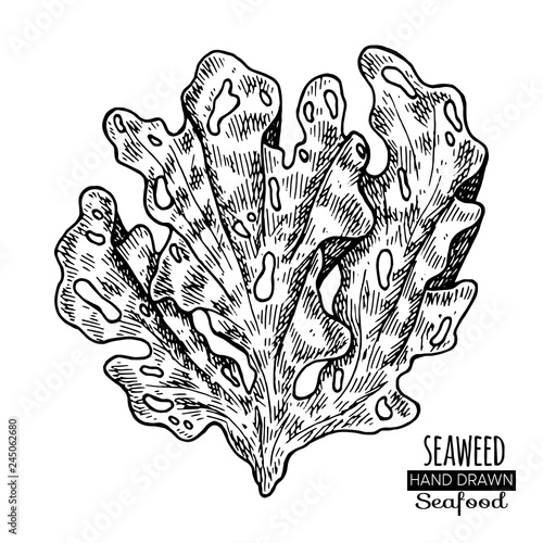 Hand drawn seaweed. Underwater flora, sea water seaweeds aquarium kelp and corals.