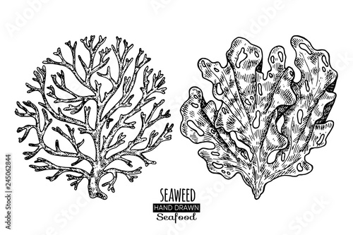Hand drawn seaweed. Underwater flora, sea water seaweeds aquarium kelp and corals.