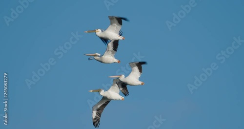 Flock of pelicans flying an 4K slow-motion at  120 fps.