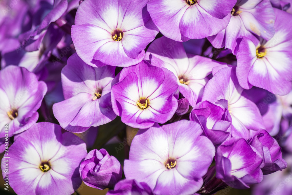Beautiful purple flowers. Beautiful purple flowers.
