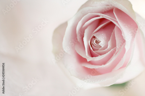 Soft pink rose flower background