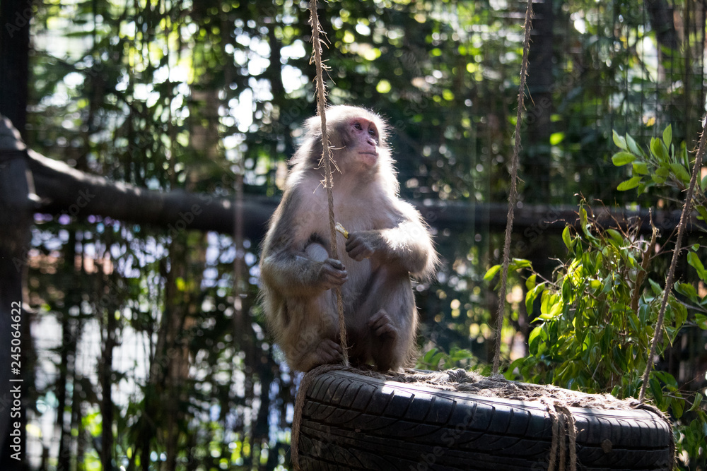 Obraz premium Monkey