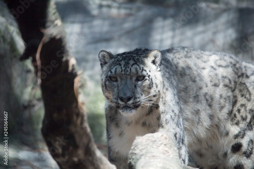 Snow Leopard