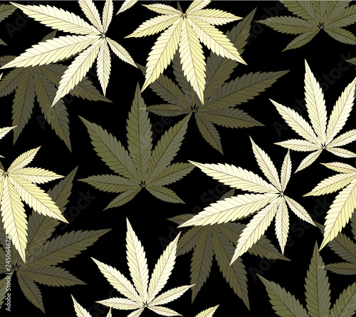 Marijuana plant and cannabis on black color backgrounds.
