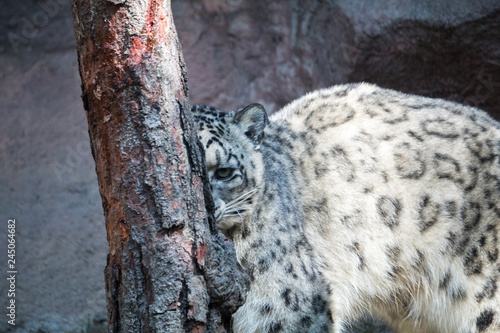 Snow Leopard