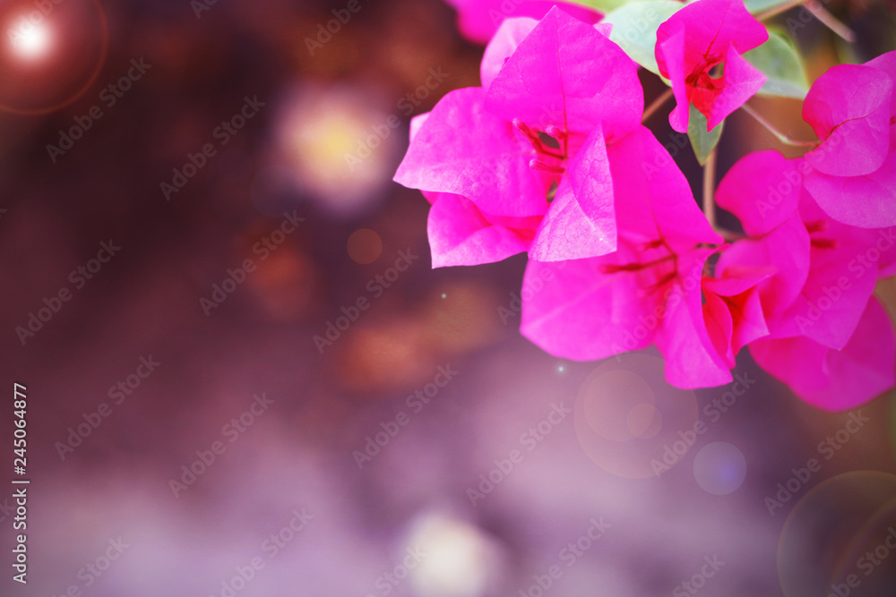 Blurred pink flowers on  flair lens  black background