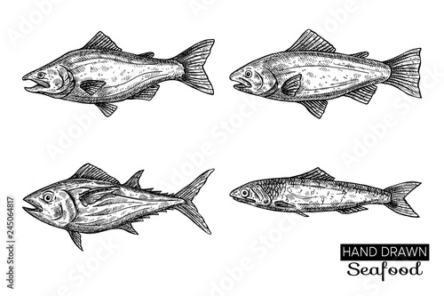 Hand drawn vector fish. Vintage seafood illustration for shop, menu or packaging design.