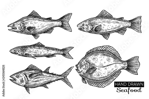 Hand drawn vector fish. Vintage seafood illustration for shop, menu or packaging design.