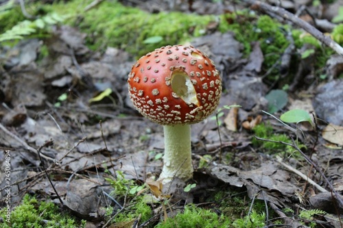 mushroom fly agaric in the leaves in the forest